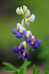 Pearl lupin flower spike in close up