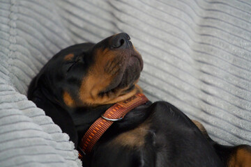 Der Dachshund / Tekkel, beliebtester Hund © Marc