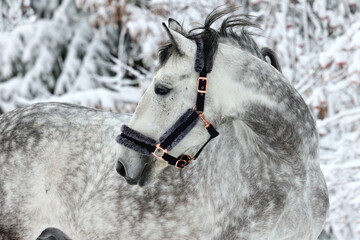 Dressage saddle dapple grey horse portrait in winter snowfall background