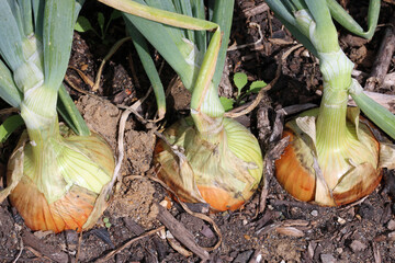 Row of three onions in close up in a vegetable garden