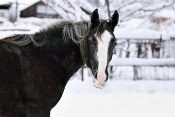 Riding horse in winter ranch with strong snow storm, snowflakes covered animal