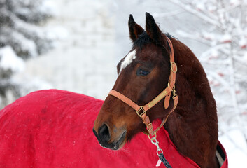 Dressage saddle horse portrait in winter snowfall background