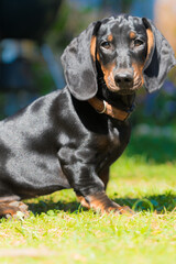 Der Dachshund / Tekkel, beliebtester Hund © Marc