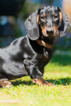Der Dachshund / Tekkel, beliebtester Hund