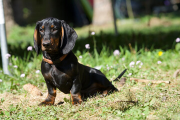 Der Dachshund / Tekkel, beliebtester Hund © Marc