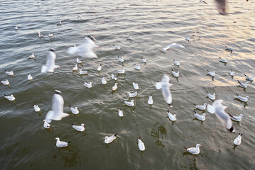 Seagulls floating on the water