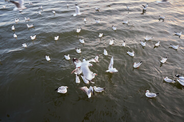 Seagulls floating on the water