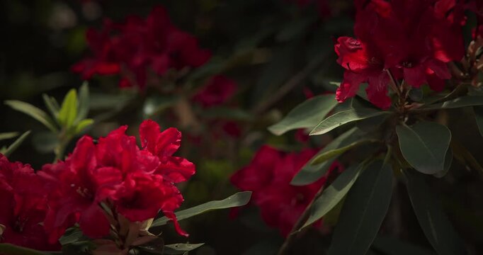 Stunning Red Rhododendron Blooms Illuminated by Sunlight
