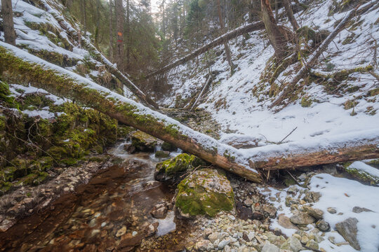 View of a stream trickling through a snowy gorge with fallen trees draped across, light filtering through the dense forest, Slovensky Raj, Kosice Region, Slovakia.