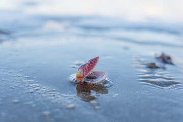 coquille vide de coquille saint jacques sur la plage des rosaires. baie de saint brieuc