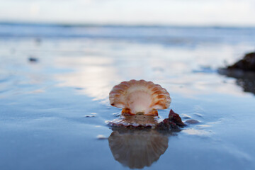 coquille vide de coquille saint jacques sur la plage des rosaires. baie de saint brieuc