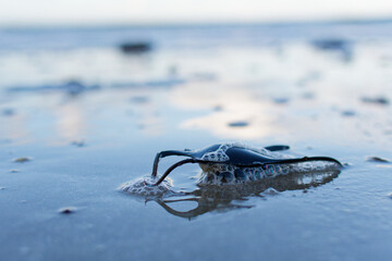 &OElig;uf de raie sur une plage