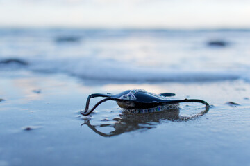 &OElig;uf de raie sur une plage