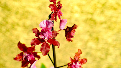 赤色の花のオンシジューム
