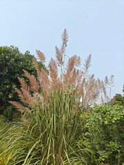 Close up shot of pampas grass.