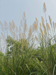 Close up shot of pampas grass.