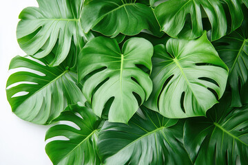 Obraz premium Tropical Monstera Leaves Displaying Their Unique Shapes and Textures