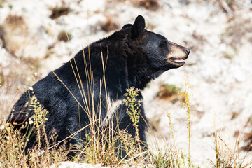 American black bear. Mammal and mammals. Land world and fauna. Wildlife and zoology.