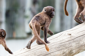 Gelada Baboon monkey. Mammal and mammals. Land world and fauna.