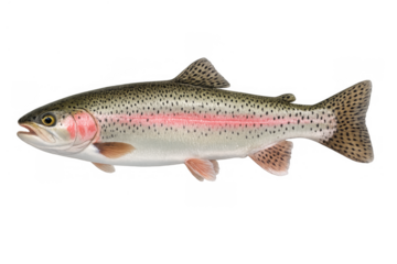 Rainbow trout swimming, showcasing colorful patterns and markings, a freshwater salmonid species with transparent background
