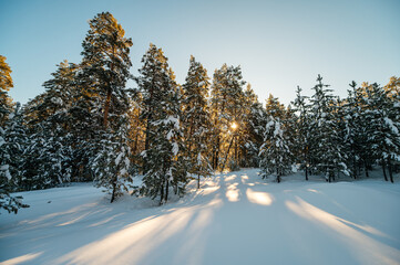 a pine forest covered with white snow in winter