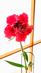 赤いカーネーションの一輪挿し