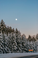 the moon in winter above the fir trees covered with white snow