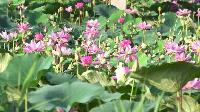 lotus flowers in full bloom in the park sway gently in the breeze in summer