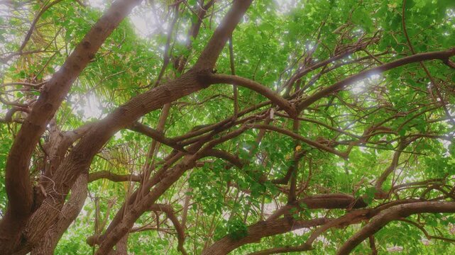 A worm's eye view of the dense, green canopy and intricate branches of a large tree within the Koko Crater Botanical Garden on Oahu, Hawaii. The footage captures the natural beauty and shade provided 