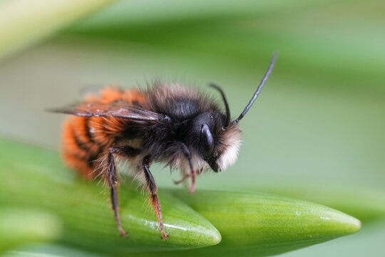 Close-up of a cute fuzzy male Horned mason bee, Osmia cornuta, against a soft green background. Focus on detail