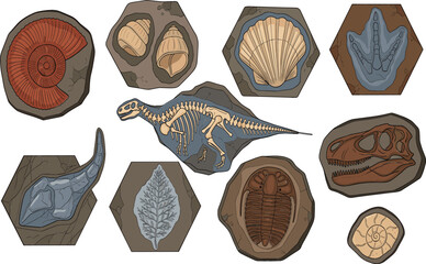 Collection of prehistoric dinosaur fossils and ancient imprints including T-Rex skull skeleton shells leaves and trilobite on stone background flat vector illustration. © mstLilima