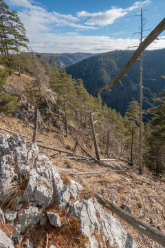 View of rocky outcrops and bare trees clinging to the precipitous slopes above a deep forested valley under a bright blue sky, Koc, Kosice Region, Slovakia.
