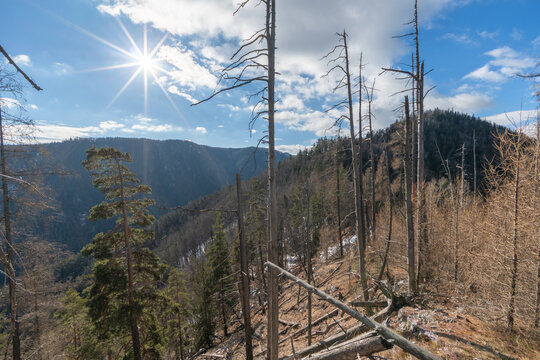 View of stark, sunlit peaks pierce the sky amidst a forest of bare trees and scattered snow, contrasting with the vibrant green, Koc, Kosice Region, Slovakia.