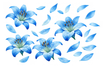 Watercolor blue lily flowers and petals with water drops, a delicate floral illustration on transparent background