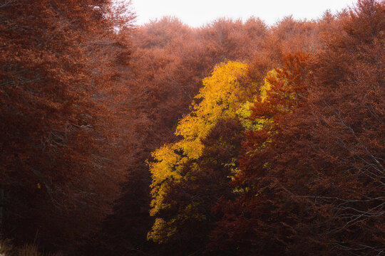 View of a vibrant gold tree stands out against the backdrop of reddish-brown trees, creating a striking contrast in the autumnal forest, Subiaco, Lazio, Italy.