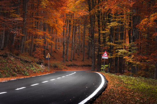 View of a winding road, bordered by trees ablaze in autumnal hues of fiery orange and warm gold, cutting through the landscape, Subiaco, Lazio, Italy.