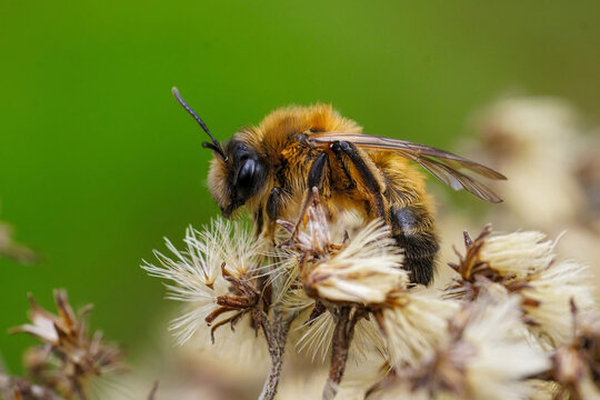 Natural closeup on a female of the endangered Large Sallow mining bee, Andrena apicata in the spring