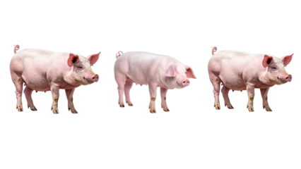 pigs on white background