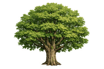 Large deciduous tree growing vigorously, showing vibrant green leaves and a robust bark texture on its trunk, isolated