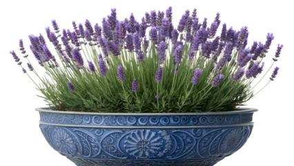 Blooming Purple Lavender in Ornate Blue Ceramic Planter Bowl Isolated on White