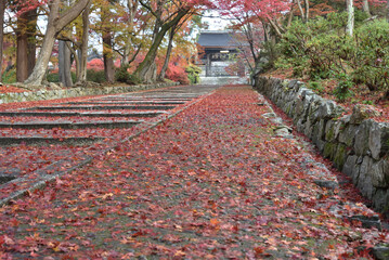 毘沙門堂　モミジに囲まれる薬医門(京都市山科区)