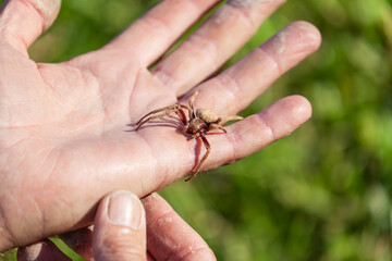 Daytime macro view of a huntsman spider resting on a man hand at an outdoor location, Australia.