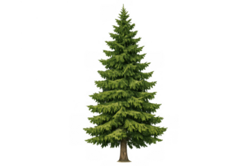 Green spruce tree showing evergreen needles and a brown trunk, forming a traditional pine or christmas tree shape. Transparent background