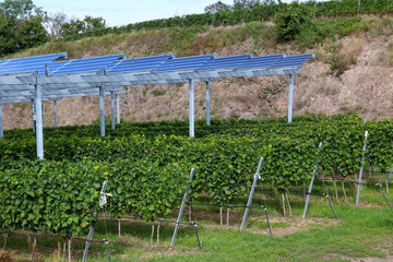 Naklejka premium Photovoltaic power system above grapevine plants in a vineyard (Kaiserstuhl, Germany)