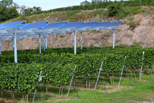 Photovoltaic power system above grapevine plants in a vineyard (Kaiserstuhl, Germany)