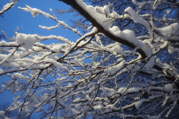 Snow-covered walnut trees. Heavy canopy. Winter storm. Climate change. Weather forecast. Cyclone with snowfall, clouds snow cover formation. Walnut plant Juglans Juglandaceae. Sremska Mitrovica Serbia