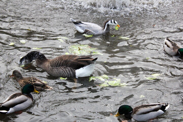Enten und Gänse  © Michelle