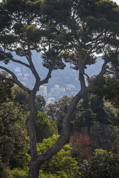 View of sun-drenched foliage framing a distant cityscape, where buildings rise like pale monoliths against the soft blue of the horizon, Nice, France.