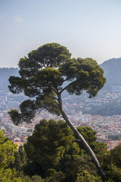 View of a tall tree with a lean, standing prominently against the backdrop of a vibrant city nestled between green hills and a clear sky, Nice, France.
