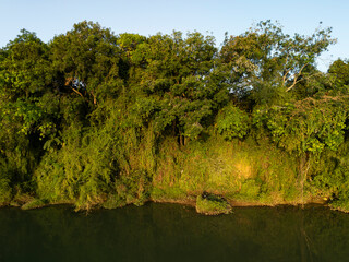 River with rainforest and thick jungle with water. Morning light is is clear and warm.